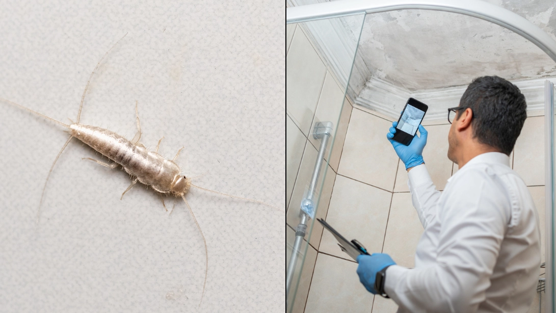 Brits urged to watch out for 'primitive' bugs that can 'cost a lot' if you find them in your home
