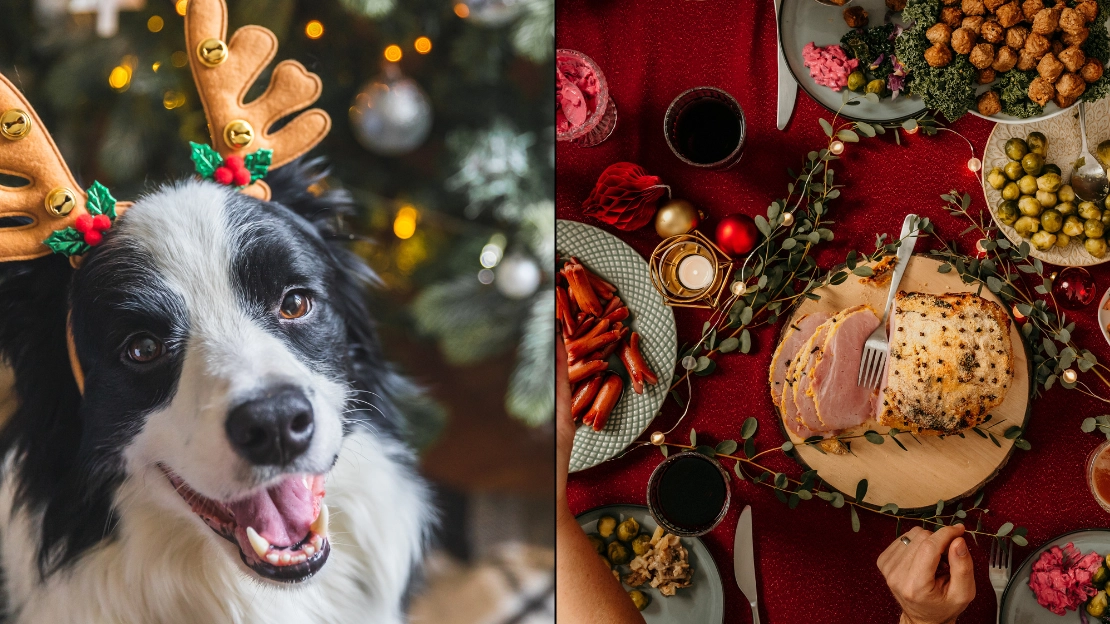 Expert issues warning to pet owners over Christmas foods that could be fatal for dogs