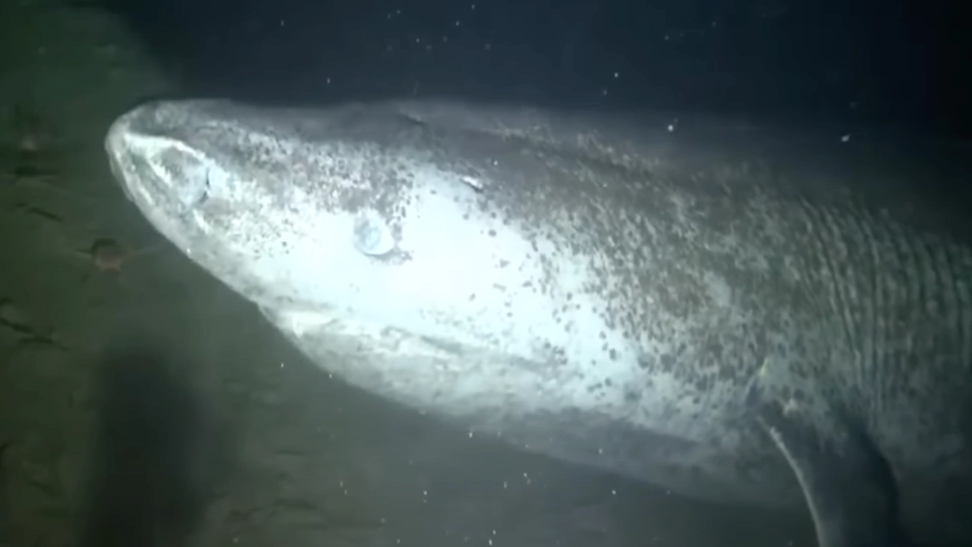 People left terrified of deep sea after camera captures chilling footage of huge 400-year-old creature