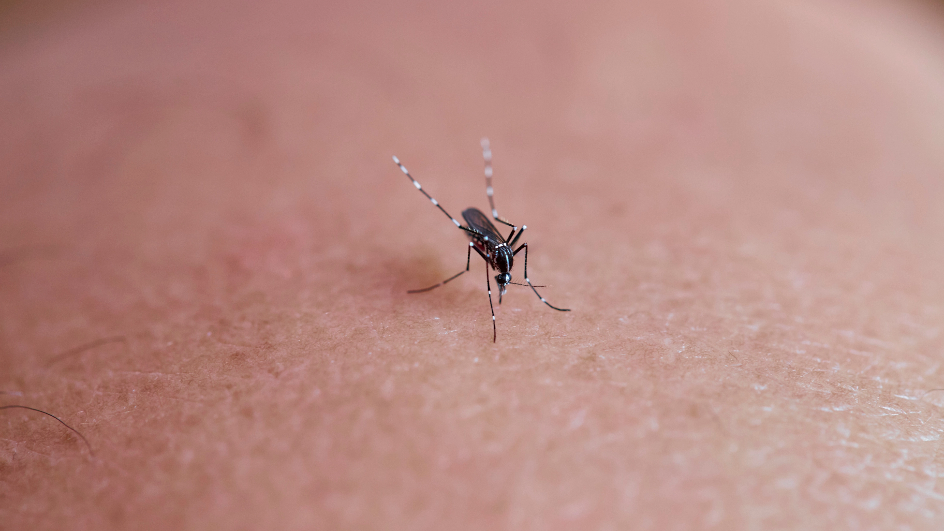 How to spot mosquito bites and why you might get bitten more than other people