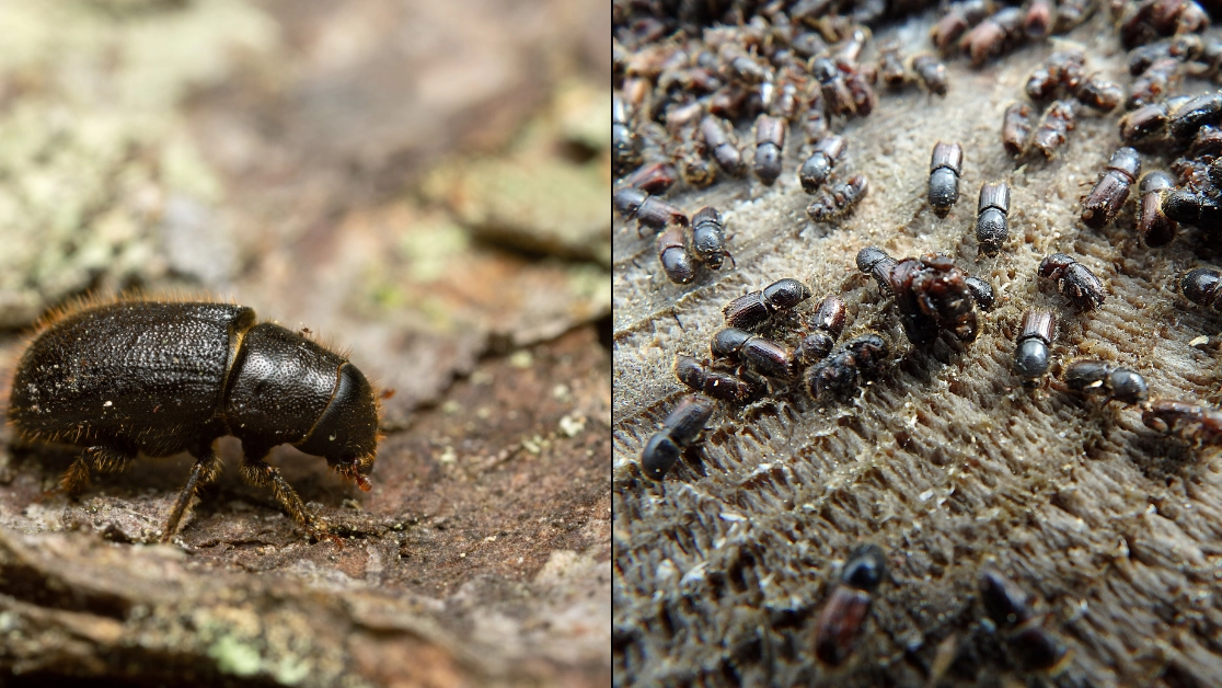 Warning to Brits as highly dangerous insect sparks concern with officials urging public to 'remain vigilant'