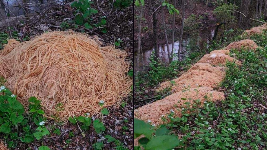 Confusion as 500 pounds of cooked pasta is dumped by stream