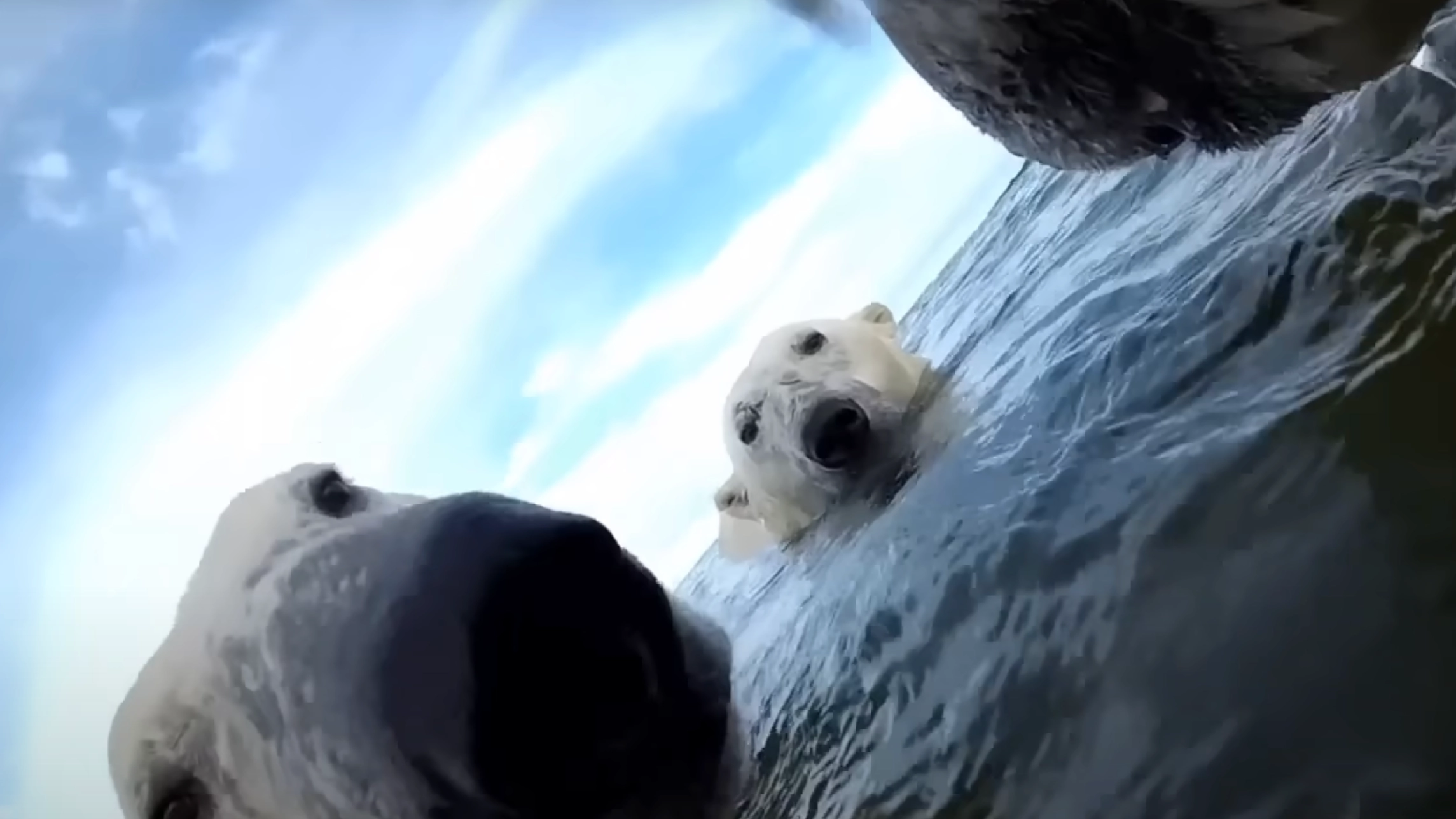 Scientists attached GoPro to group of polar bears and were left incredibly alarmed at what they found