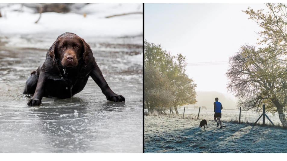 Expert issues warning over when it’s too cold to walk your dog
