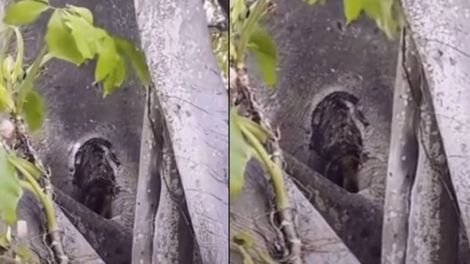 People are debating if live-streamer filmed 'tiny tree people' in extraordinary footage