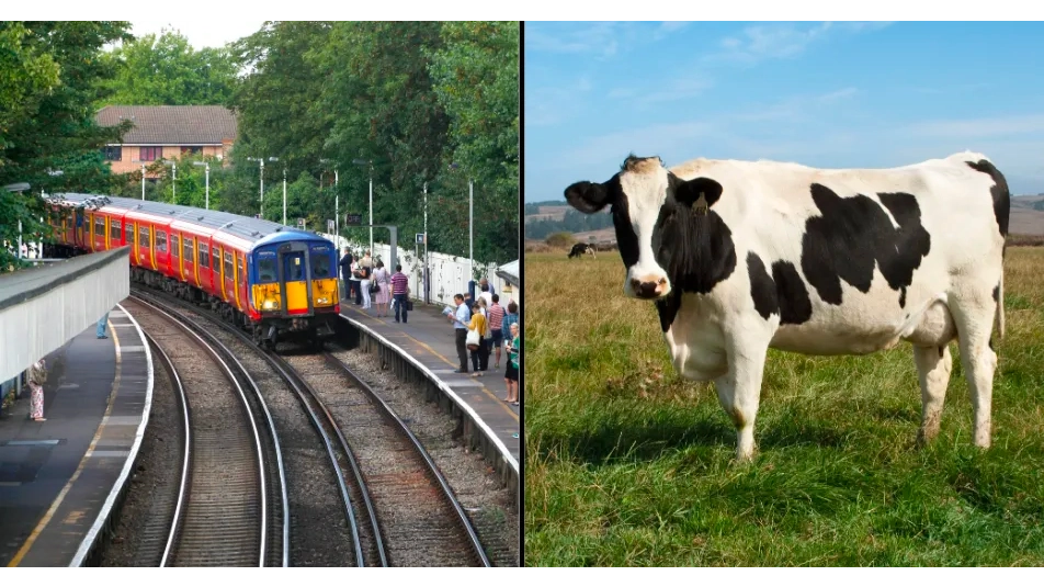 Pensioner killed by a flying cow that was hit by a train and flung 100ft while urinating on tracks