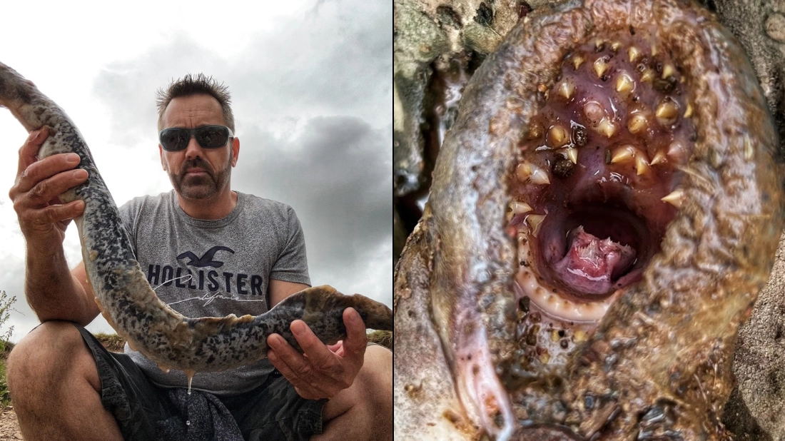 Man discovers terrifying metre-long ‘vampire fish’ in river with mouth full of teeth