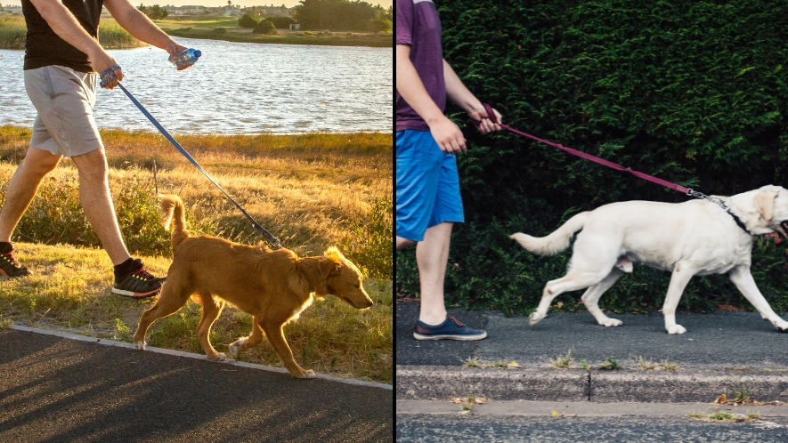 Warning issued over temperature you shouldn’t walk your dog in as Uk hit by blistering heat