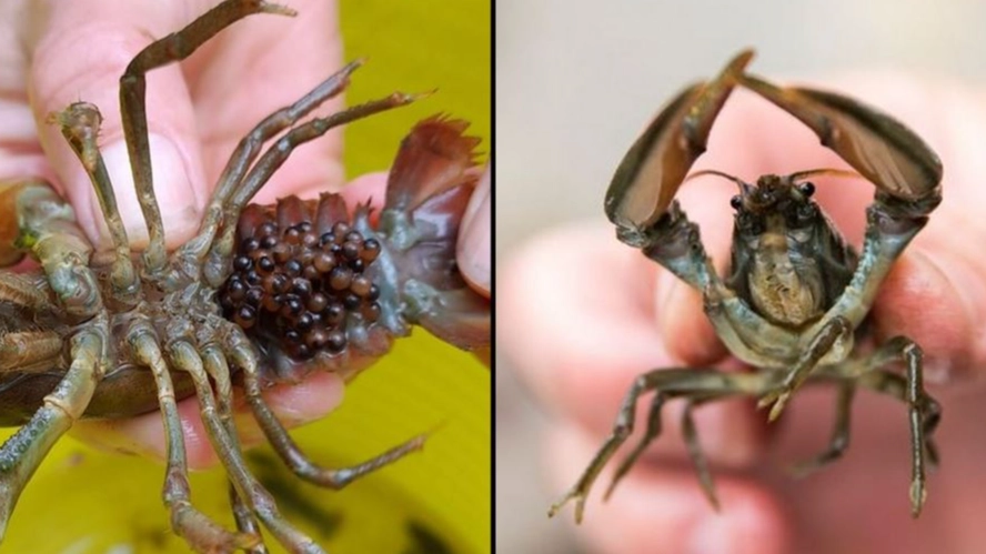 Brits told to kill creepy river creature 'on sight' by stabbing its brain