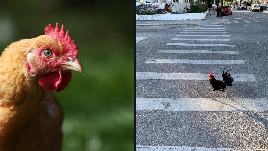 People are shocked after finally figuring out the chicken crossed the road joke