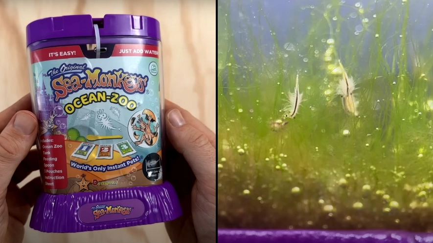Man 'creeped out' by eerie discovery after putting his Sea Monkeys underneath a microscope