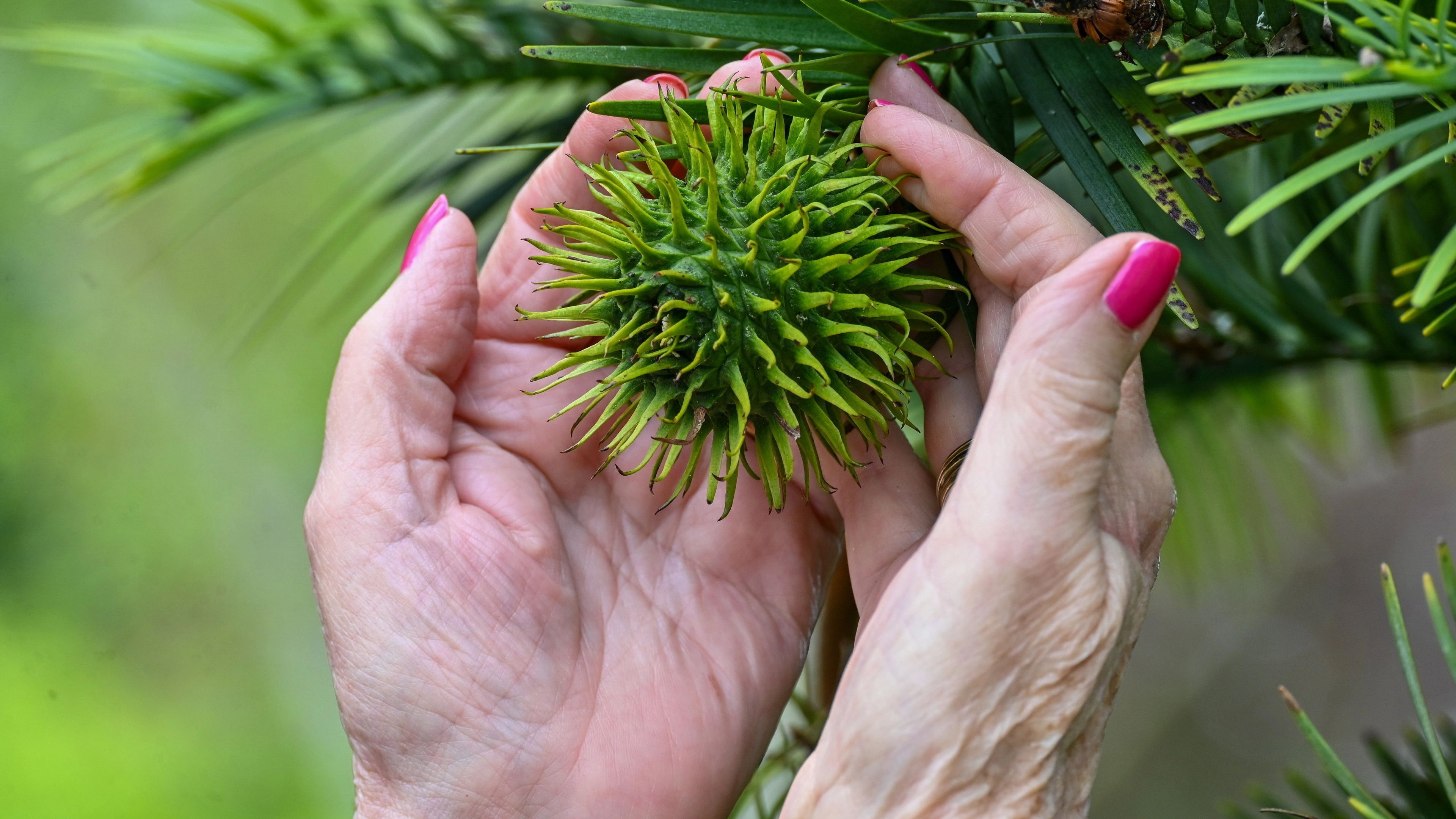 Couple's real life 'money tree' produces seeds worth £5,000 for the first time