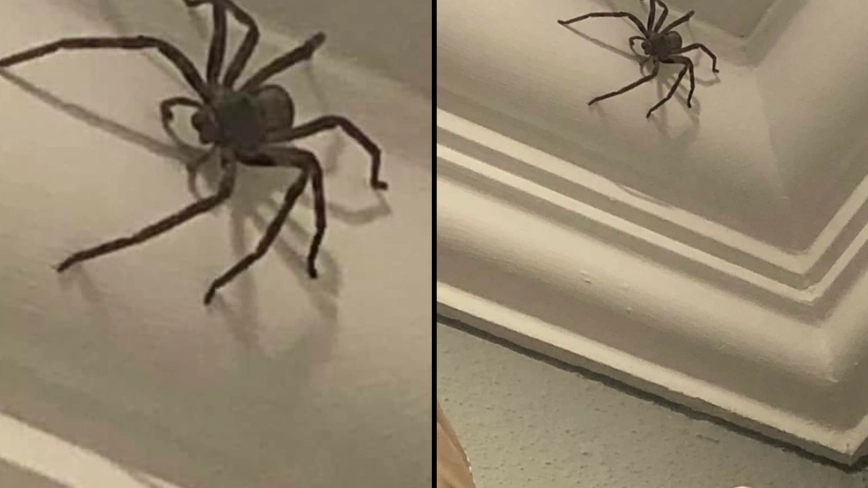 Brit discovers huge spider in their home but refuses for it to be killed