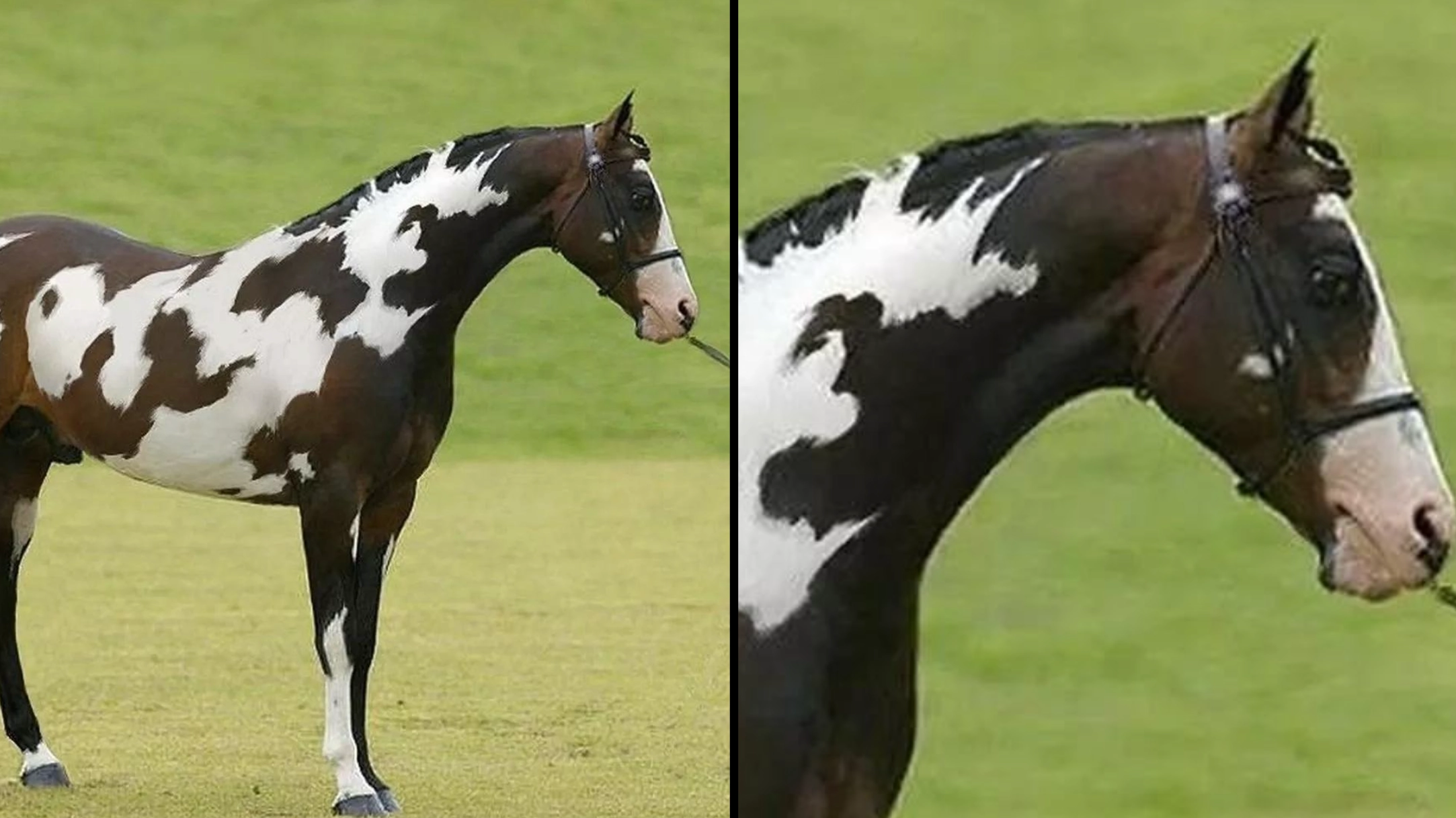 Only people 'with high IQ' can spot second horse in baffling optical illusion