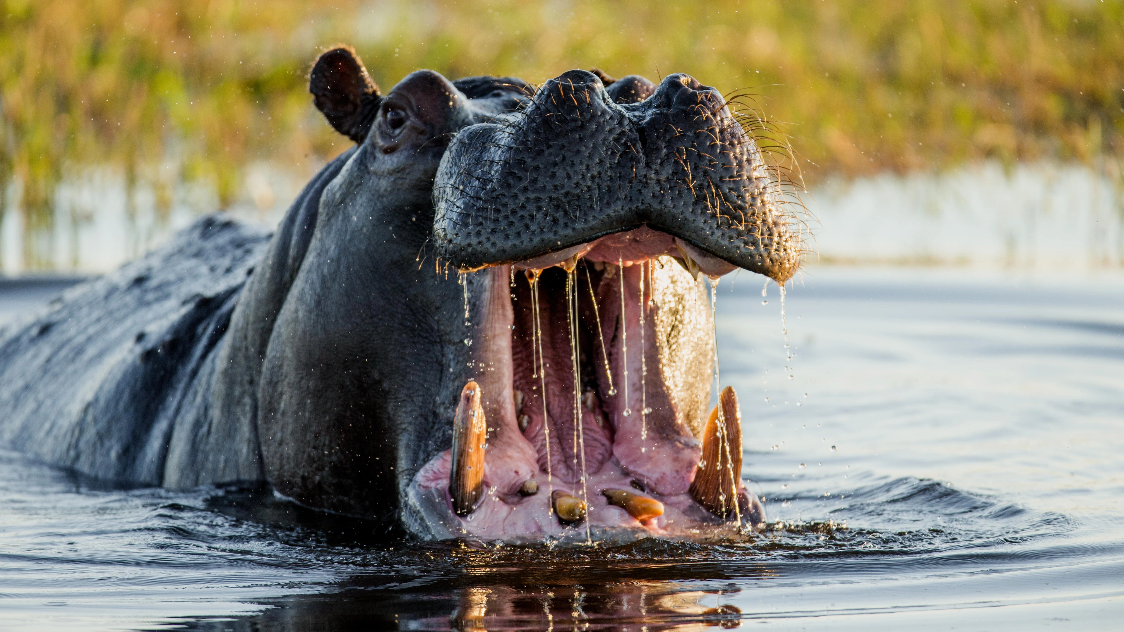 Man who was swallowed by hippo and ripped apart shares how he survived horror incident
