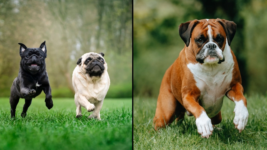Vet warns dog owners over five breeds he would 'never' own