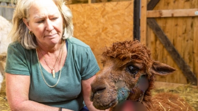Farmers fear alpaca killer could strike again after shooter with 'telescopic sight and silencer' caused 'bloodbath'