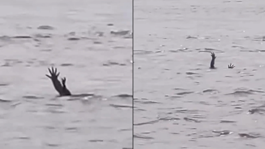 Expert explains truth behind extremely disturbing theory surrounding crocodile 'pretending to drown'