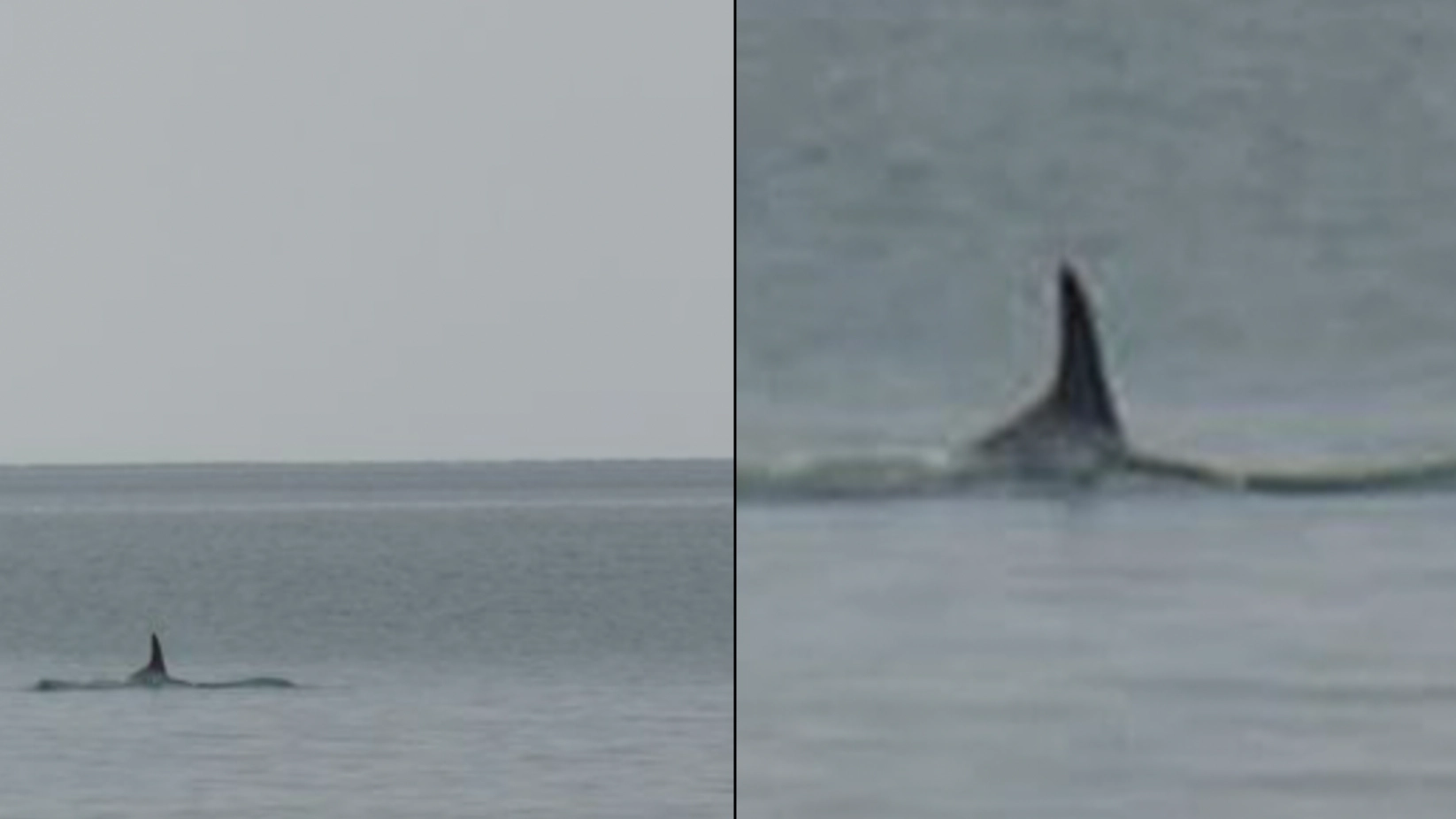 Shocked Onlooker Believes He's Spotted Killer Whale Stalking Popular UK Beach