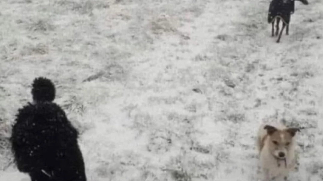 Photo showing 'someone walking beside two dogs' leaves people stunned after realisation there's no person in it