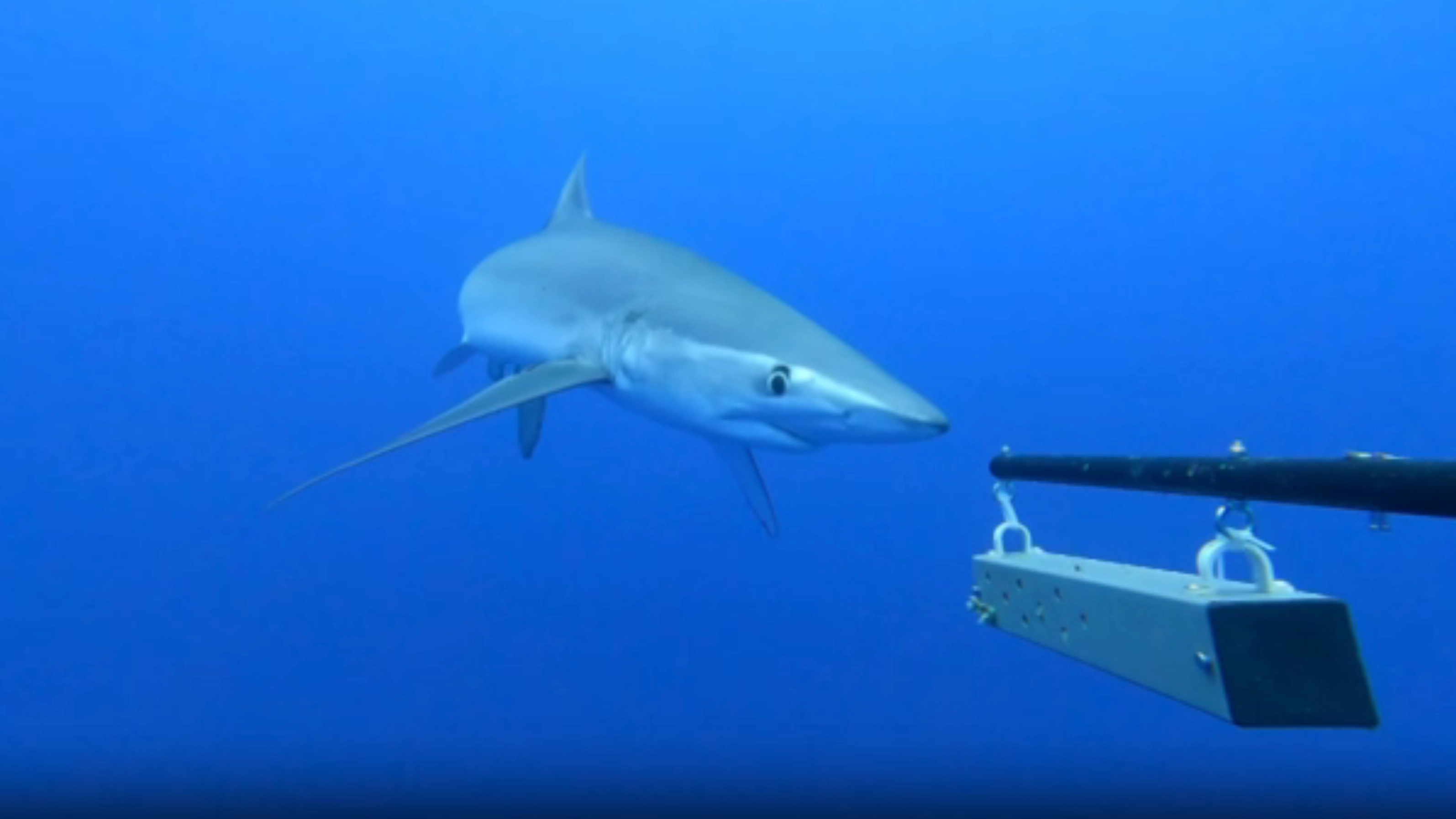 Students dropped baited camera into Atlantic Ocean to see what was really lurking