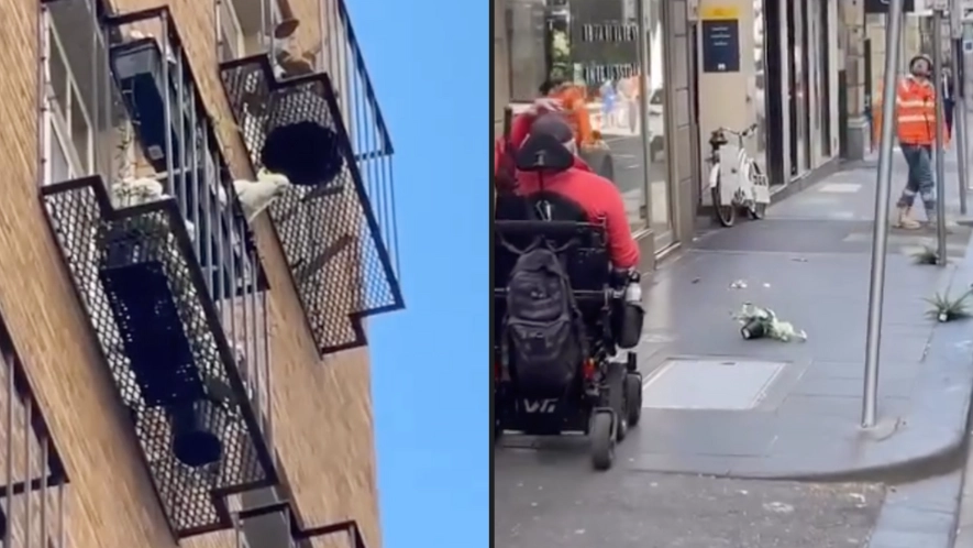 Cheeky cockatoo seen throwing pot plants off an Australian balcony