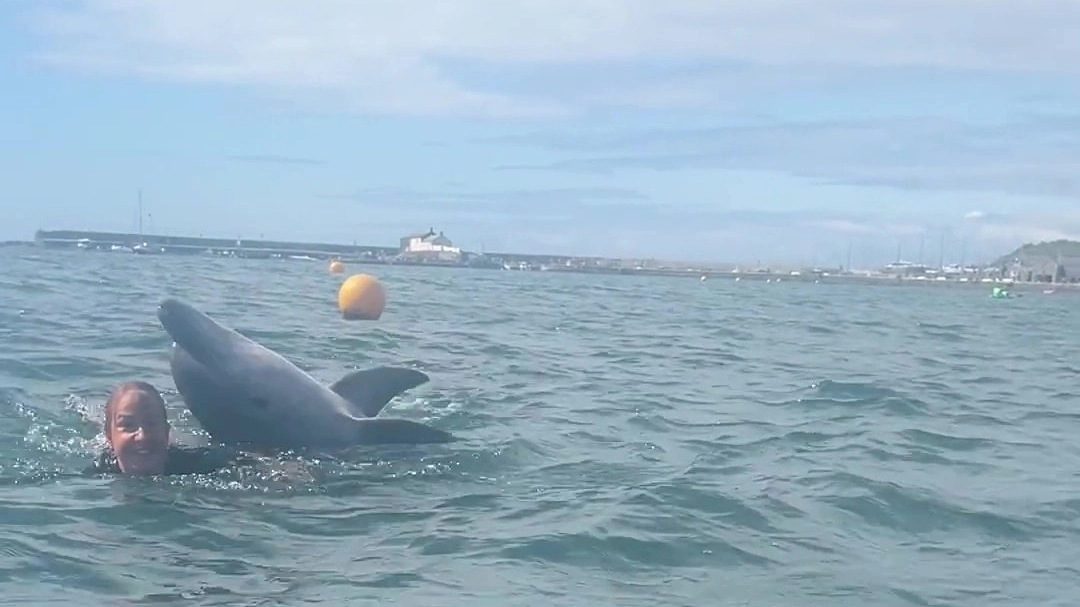 Sinister update on dolphin ‘playing with family’ off UK coast as urgent warning issued