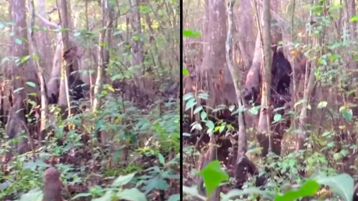 Man who 'spotted Bigfoot' captured 'best footage ever recorded'