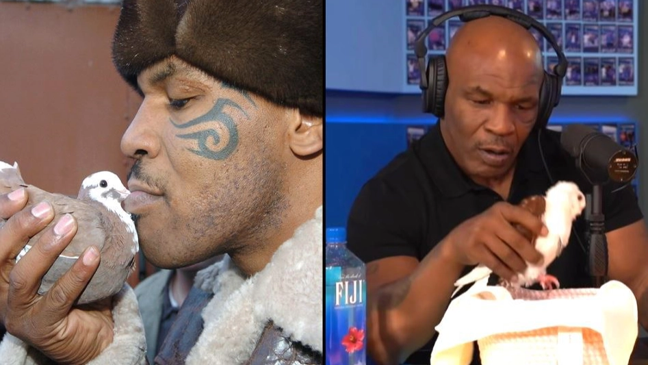 Mike Tyson Knocked Out Bin Man For Putting Favourite Pigeon In The Bin