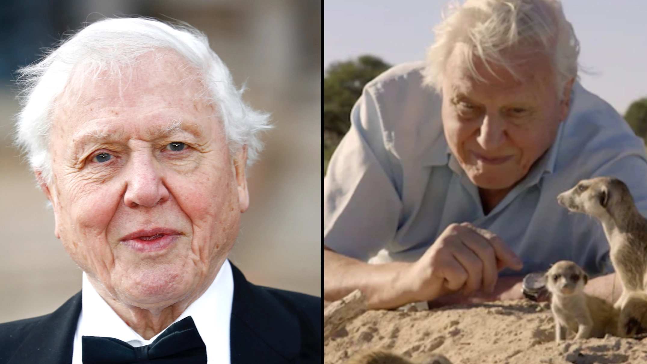Sir David Attenborough to return with new TV series at 97 years old