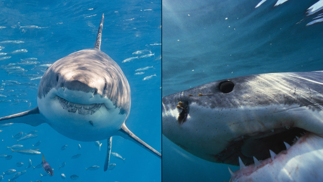 Experts warn British Isles could soon face Great White Shark invasion
