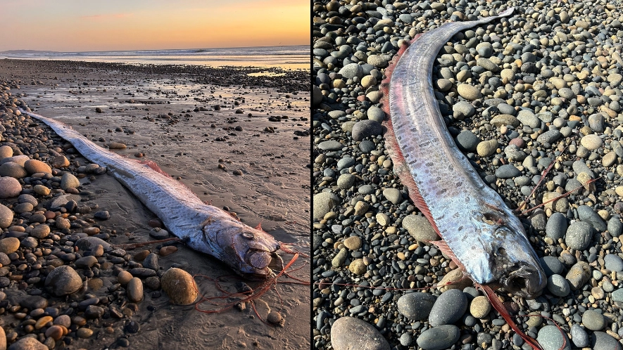 Worrying ‘harbinger of doom’ fish discovered washed up on beach that could be a bad sign for us all