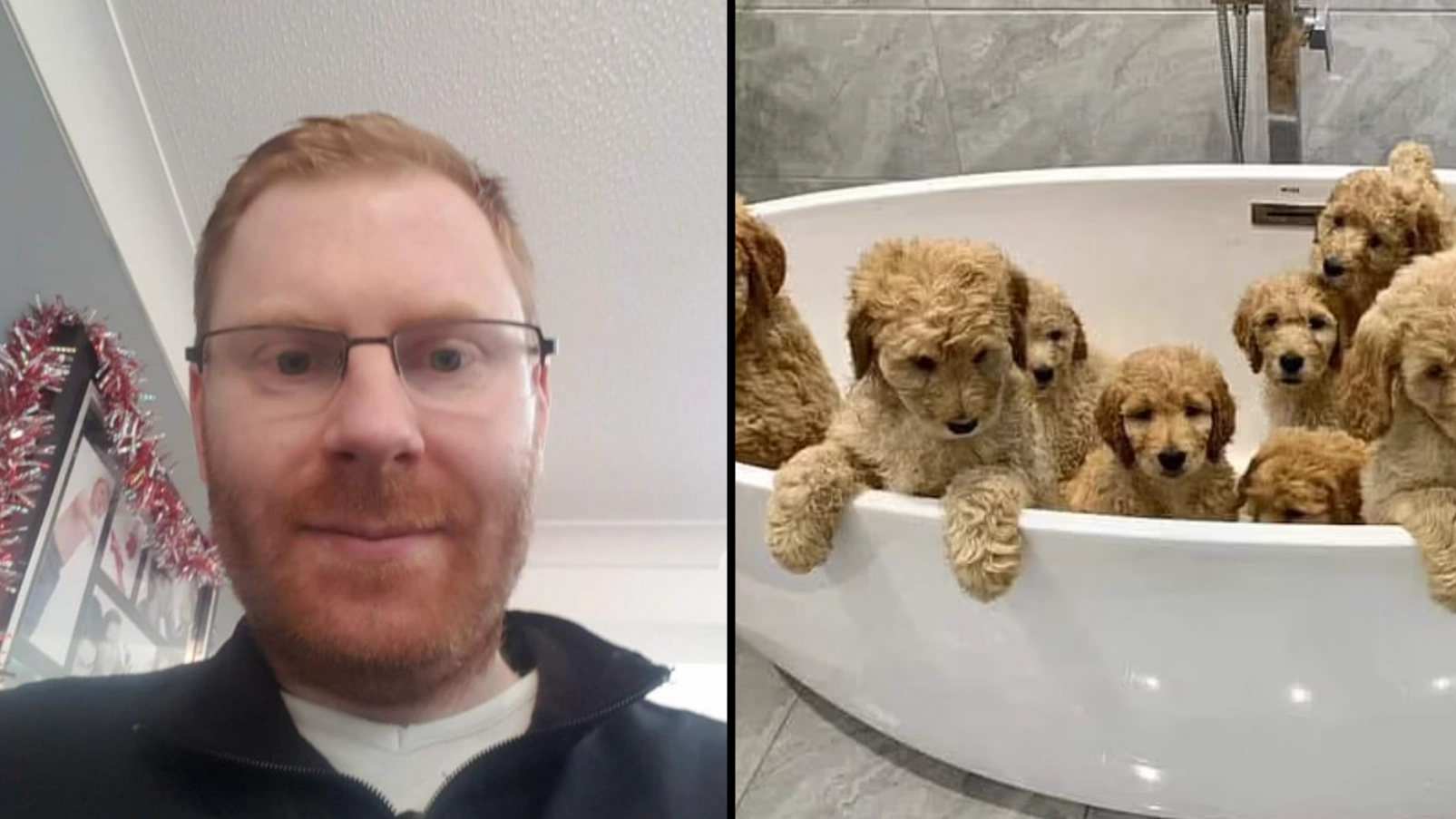 Man suspected to have been murdered in own home after labradoodle was stolen