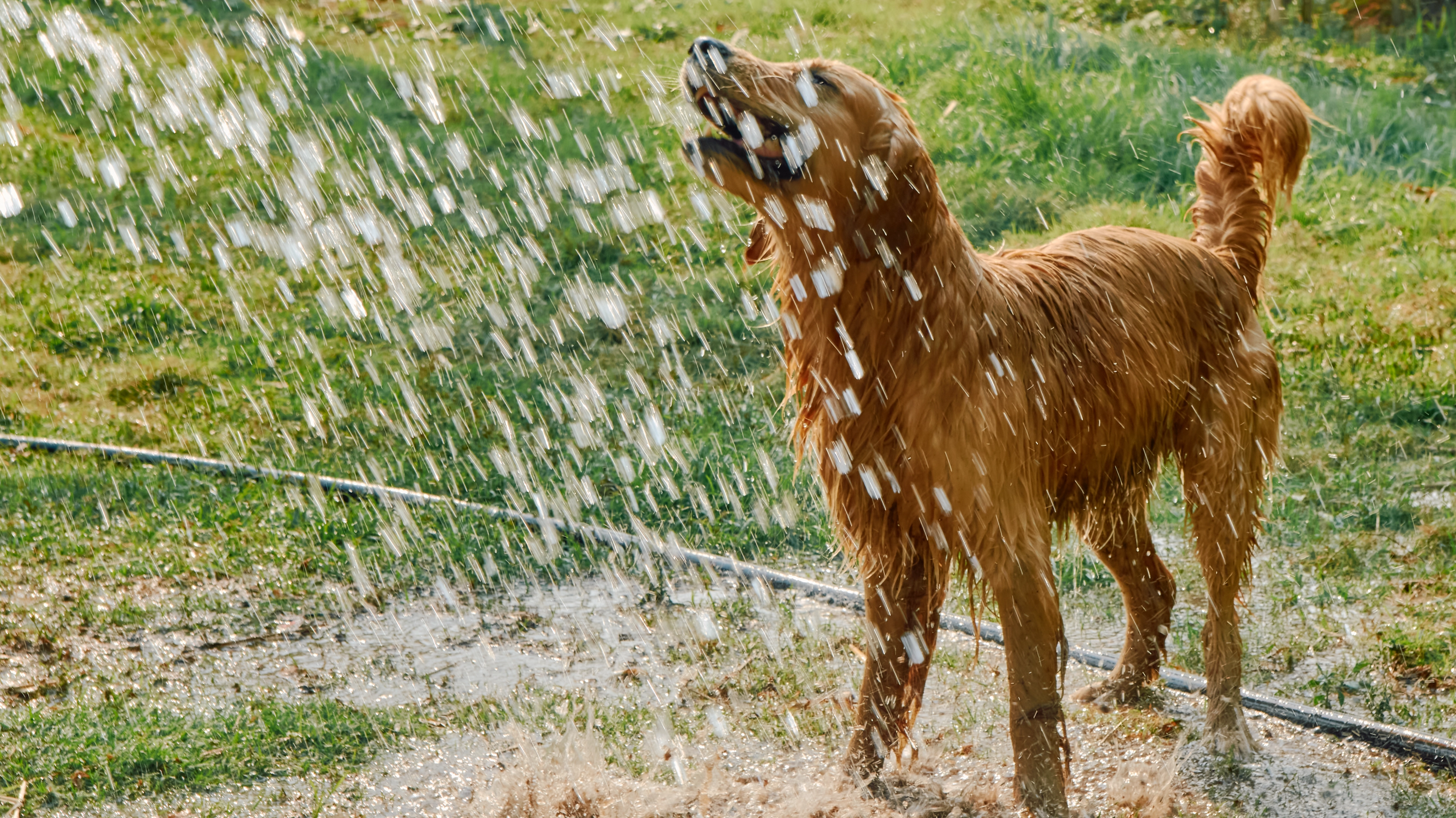 How to keep pet dogs safe in heatwaves as UK temperatures soar