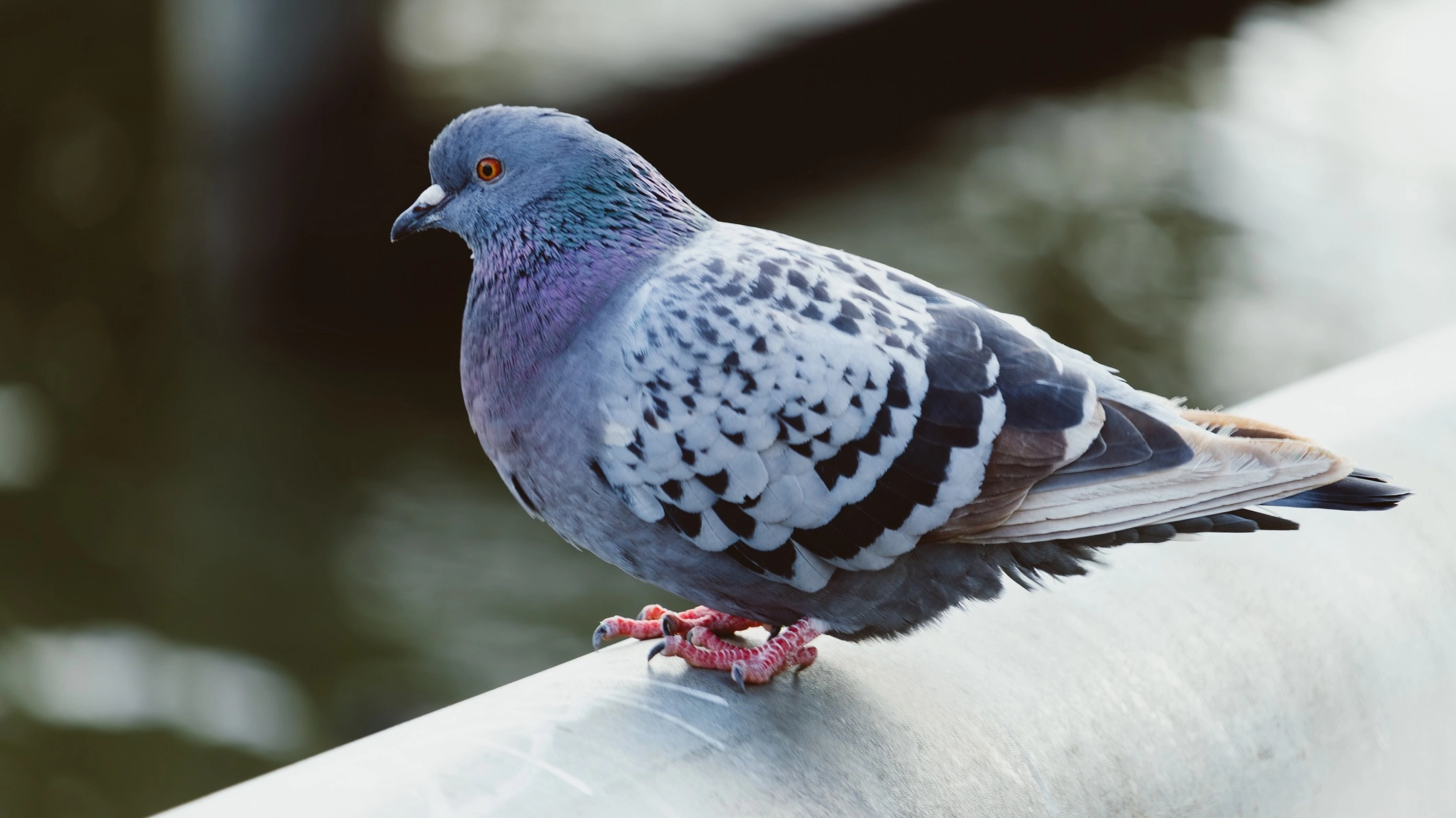 Reality behind why you never seen a baby pigeon