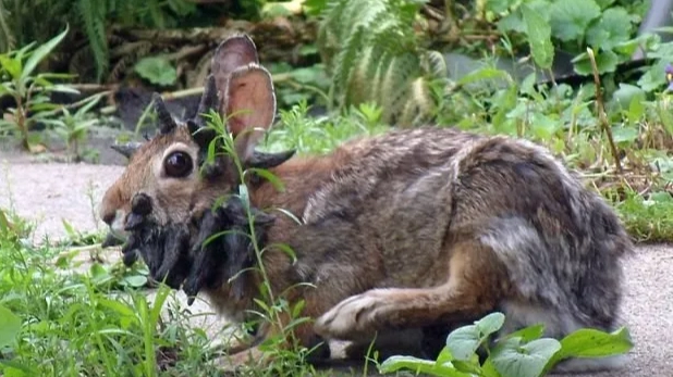 Everything we know about 'Frankenstein' rabbits with face tentacles as urgent warning triggered
