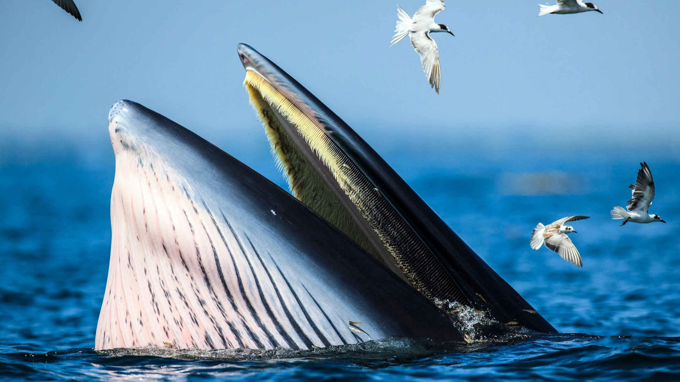 Man 'swallowed' whole by whale only realised once it went dark