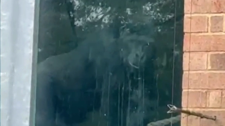 Urban explorers find gorillas banging on window of British zoo despite it shutting years ago