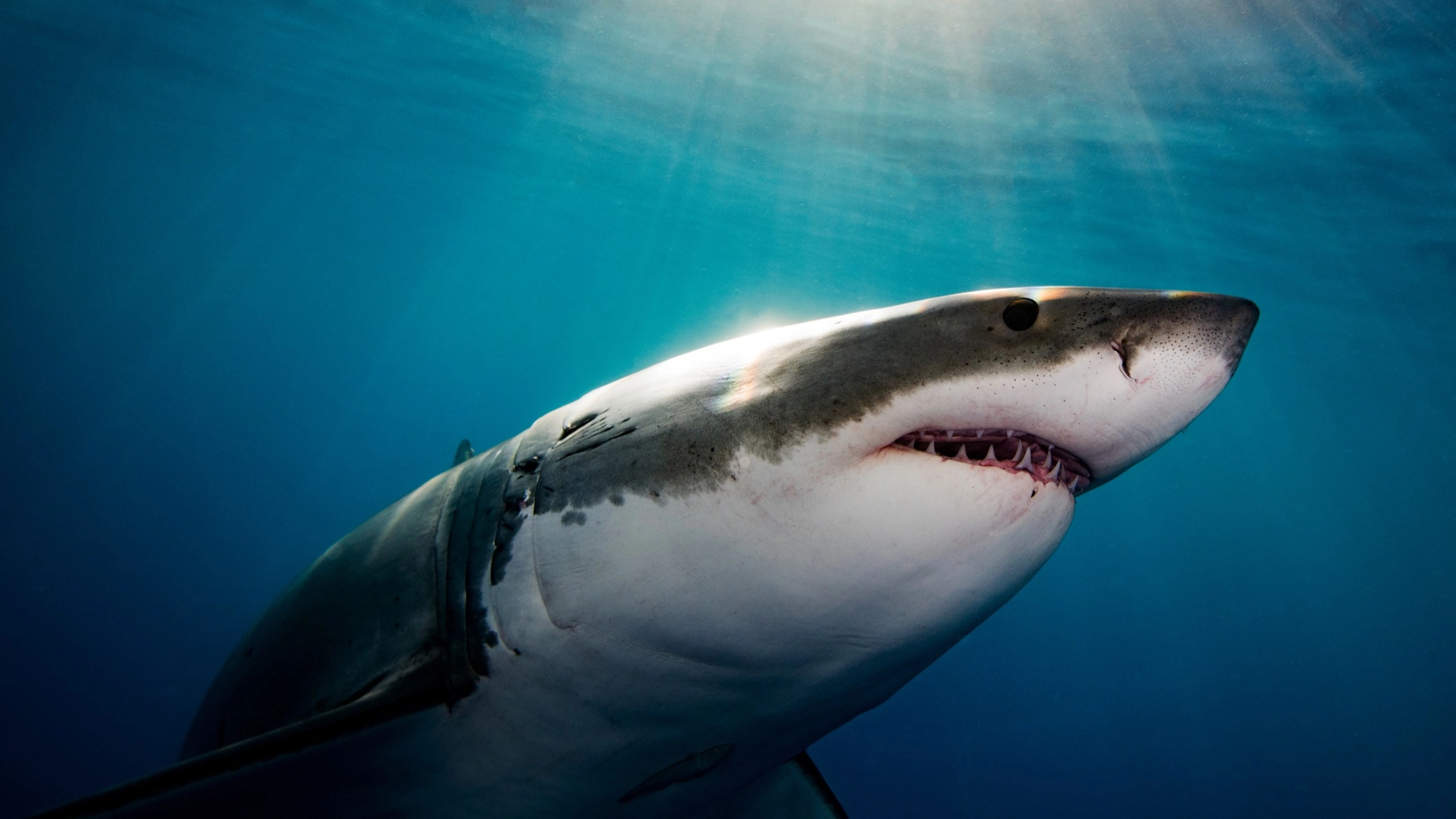 Devastating reason you will never see a Great White Shark in an aquarium