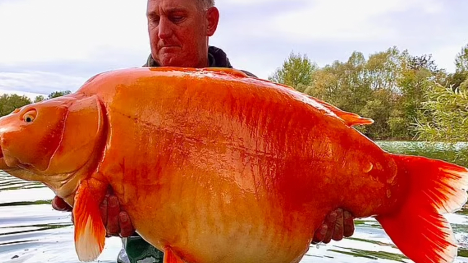 British angler catches one of the world's biggest goldfish