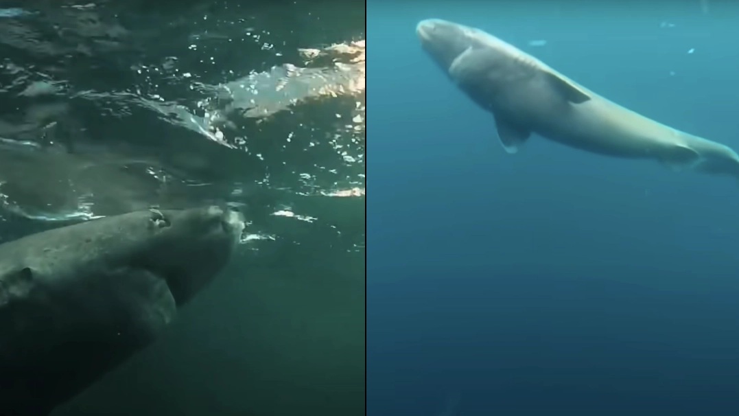 Scientists reckon 500-year-old deep sea predator could hold exciting secret for human life