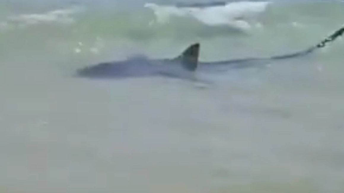Body found after horrifying footage showed man being dragged away by shark in Mediterranean