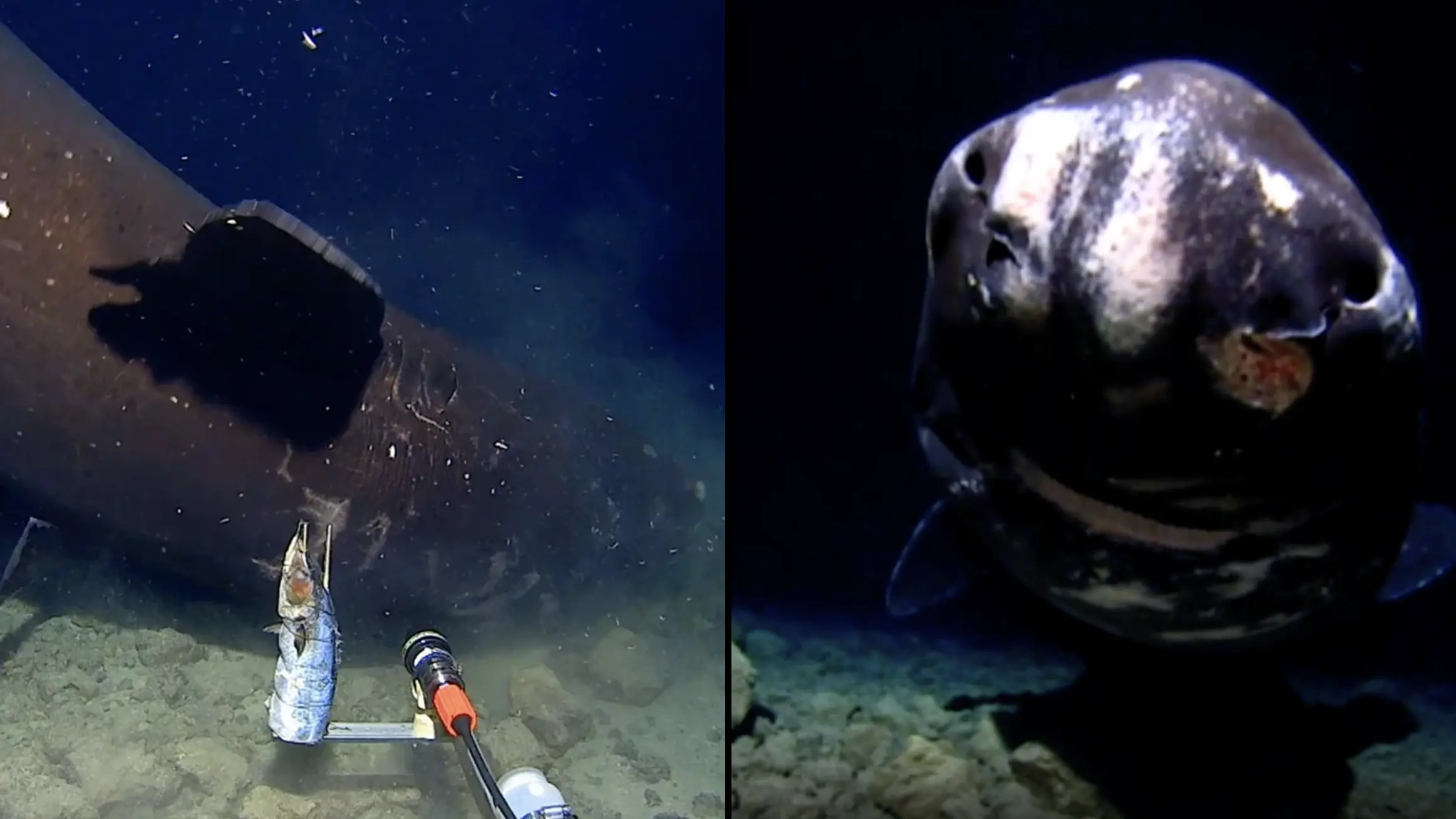 Scientists discover terrifying deep-sea creature after dropping camera to bottom of dark trench