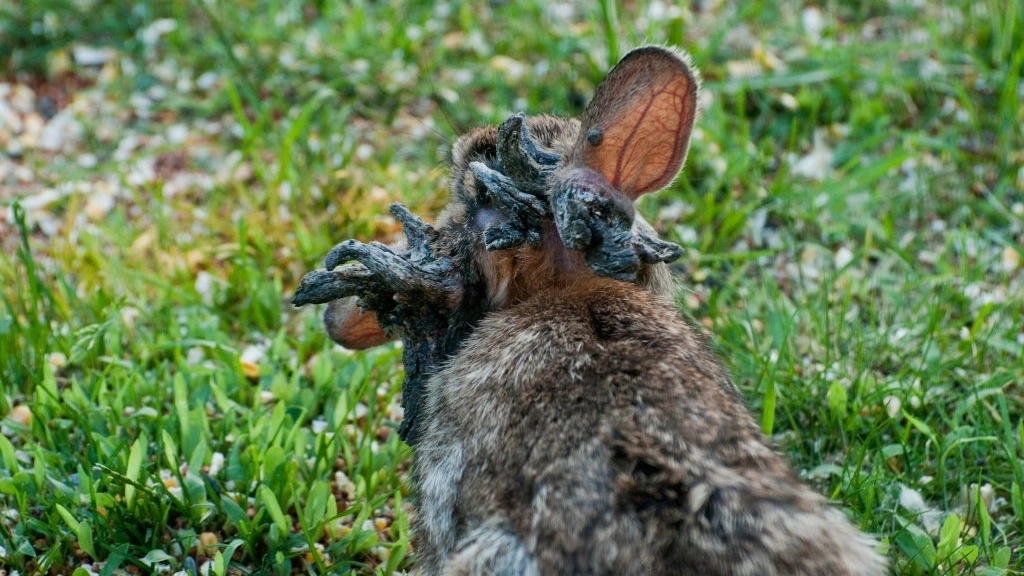 Likelihood of 'Frankenstein' rabbits spreading worldwide as experts issue warning over outbreak