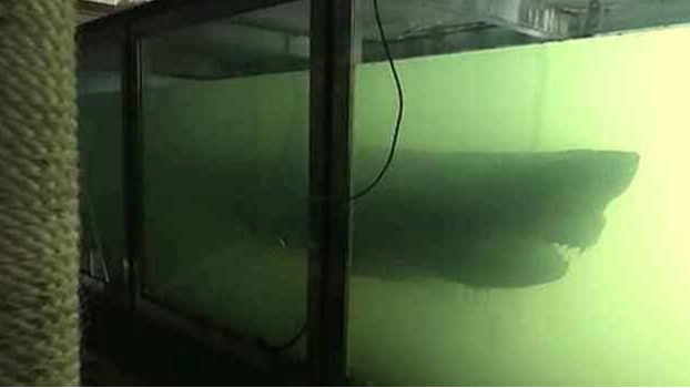 Preserved great white shark carcass was found in abandoned wildlife park