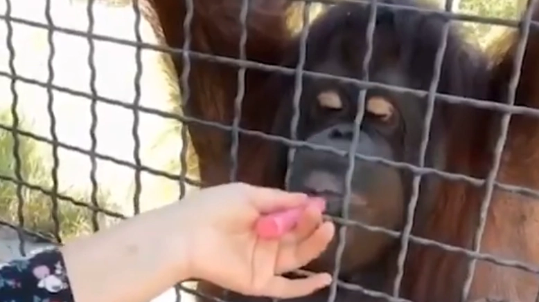 Boxer faces furious backlash after sharing vape with orangutan at zoo