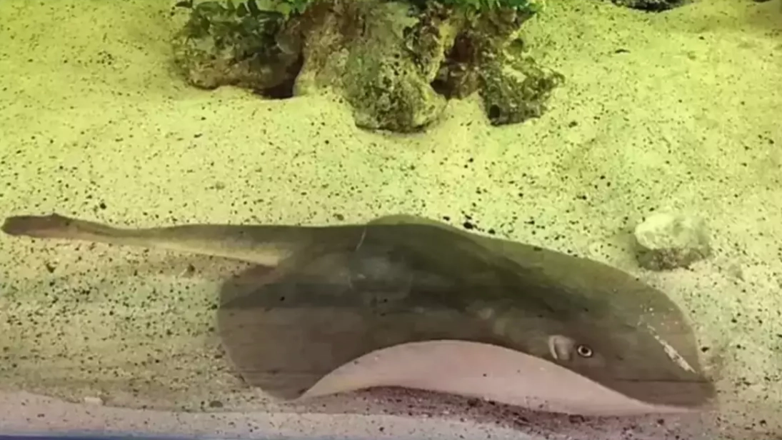 Tragic story of virgin stingray that ‘got pregnant in tank by herself’