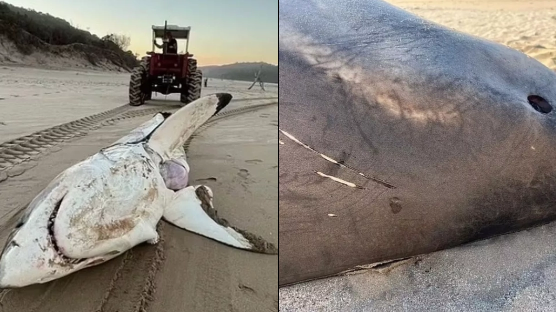 15ft great white shark found washed up on beach having been attacked by killer whale