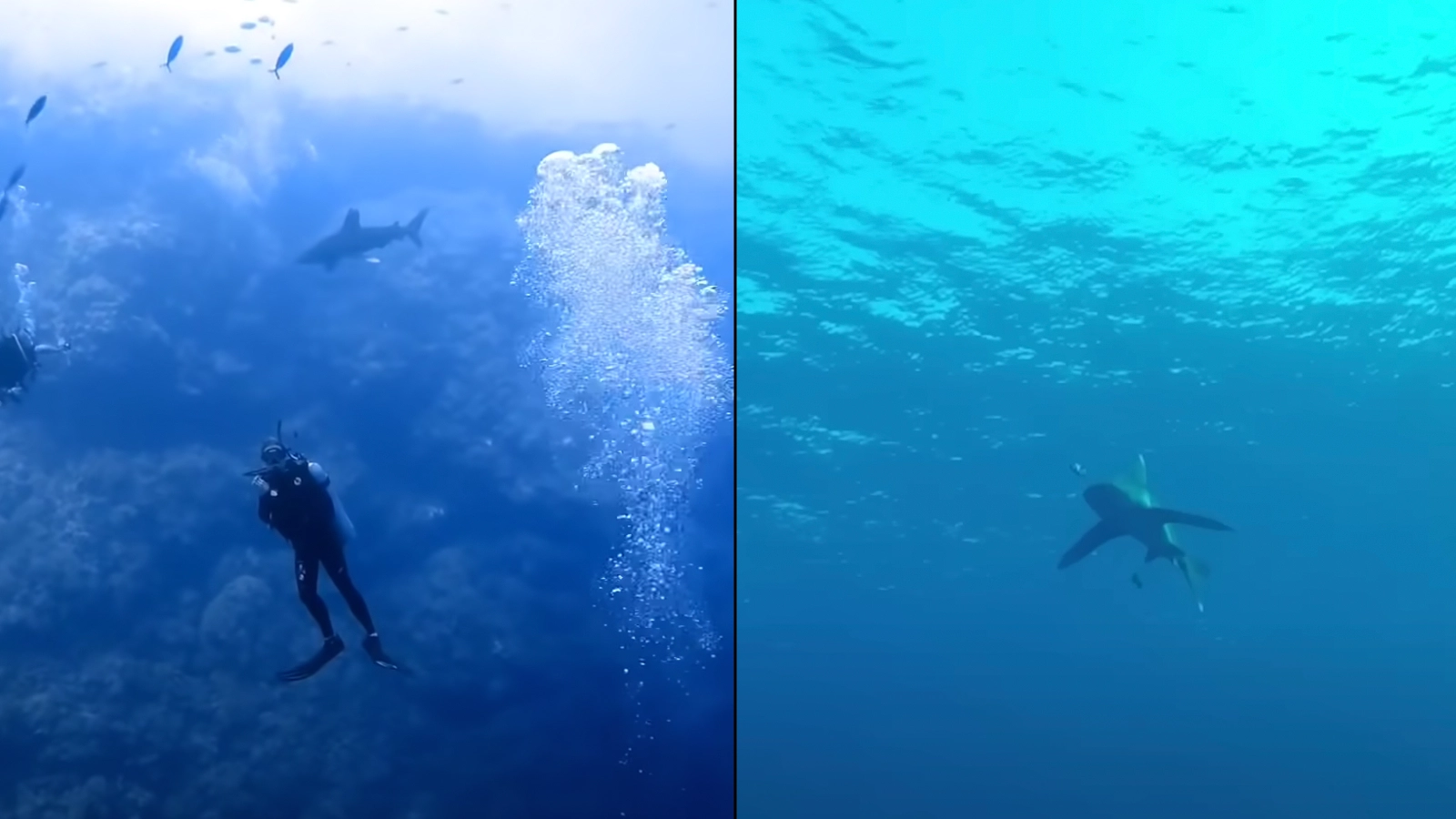 Man who filmed vicious shark attack so clear you could hear scream is still haunted by it