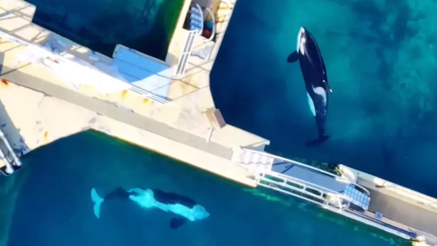 Future of orcas 'at risk of death' after being kept in abandoned theme park for five months